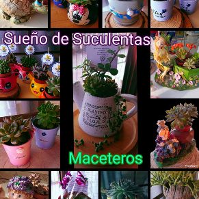 101 Foto 2 Suculentas