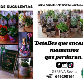 101 Foto 5 Soculentas